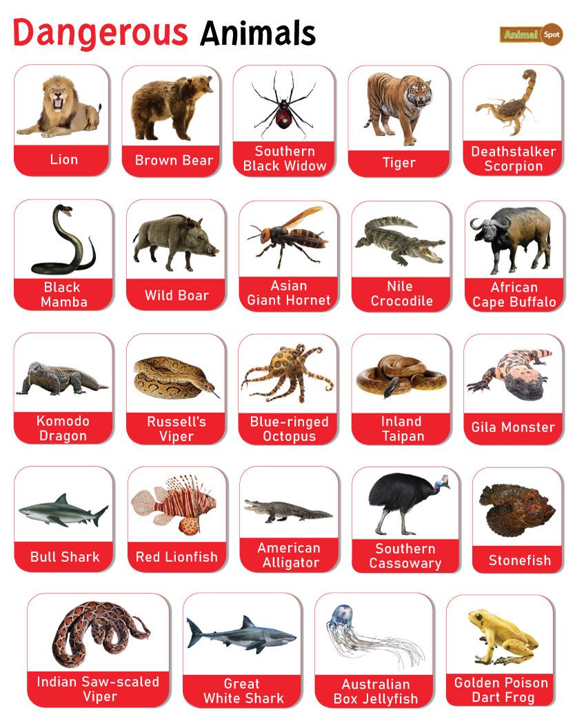 deadly animals