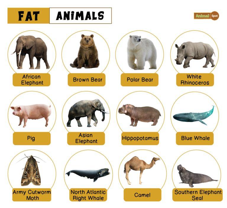 Fat Animals – Facts, List, Pictures