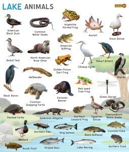 Lake Animals – Facts, List, Pictures