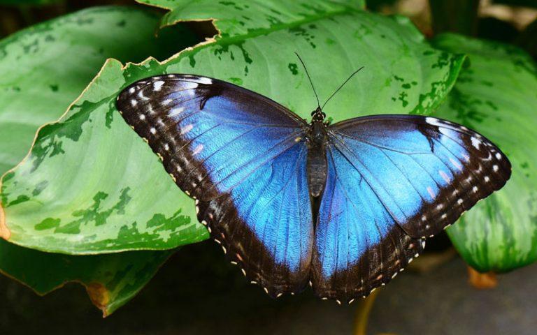 Blue Morpho Butterfly– Facts, Size, Habitat, Pictures