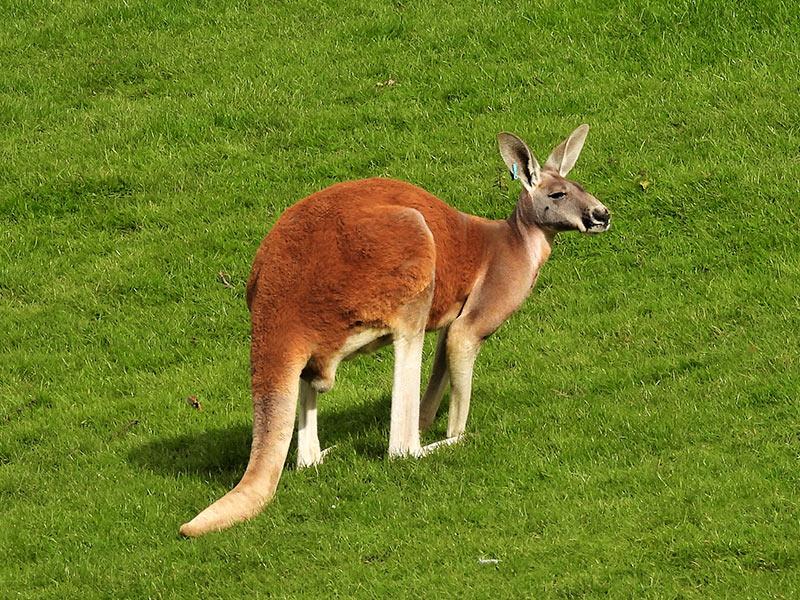 Red Kangaroo– Size, Habitat, Pictures