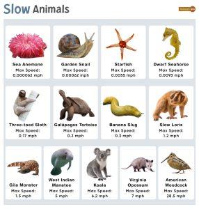 Slow Animals – Facts, List, Maximum Speed, Pictures, and More