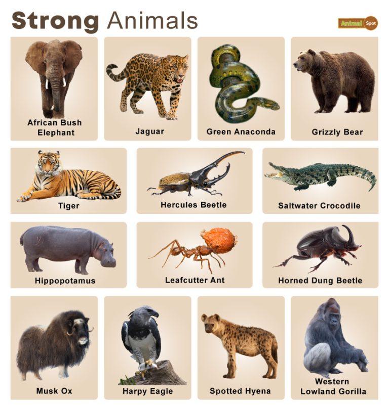 What animal is strong but gentle?