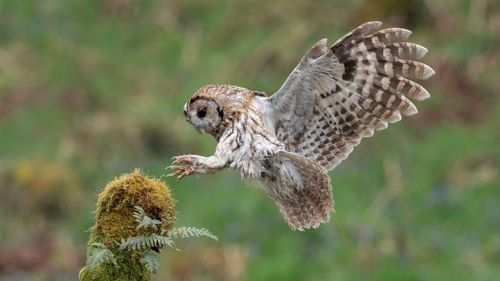 Tawny Owl – Facts, Size, Habitat, Pictures