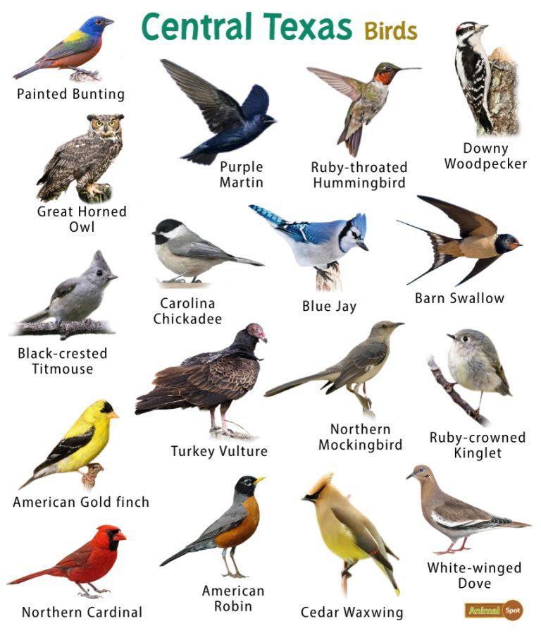 List Of Common Birds Found In Texas – Facts With Pictures