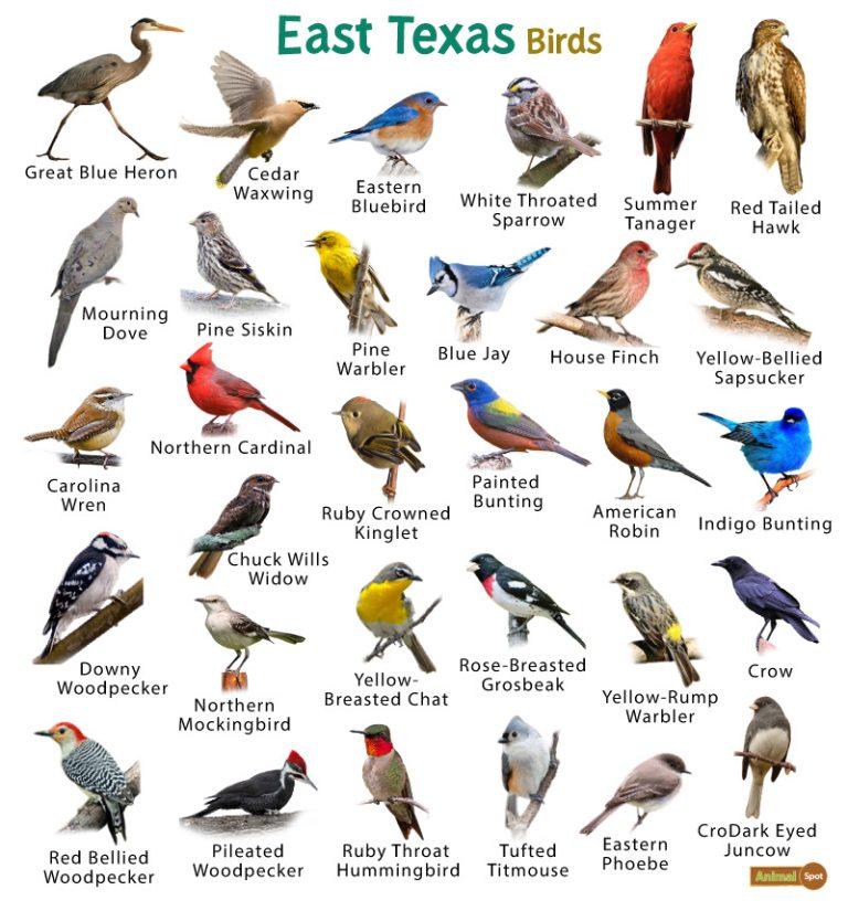 List of Common Birds Found in Texas – Facts with Pictures