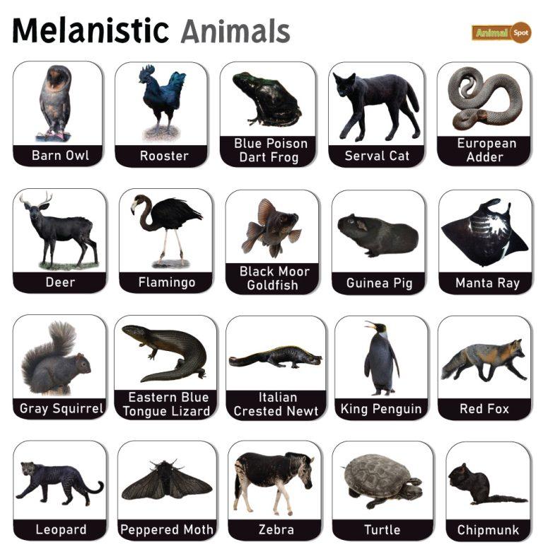 Melanistic Animals – Facts, List, Pictures