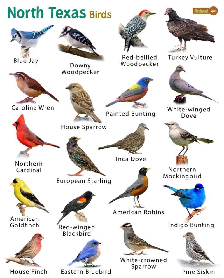 List of Common Birds Found in Texas – Facts with Pictures