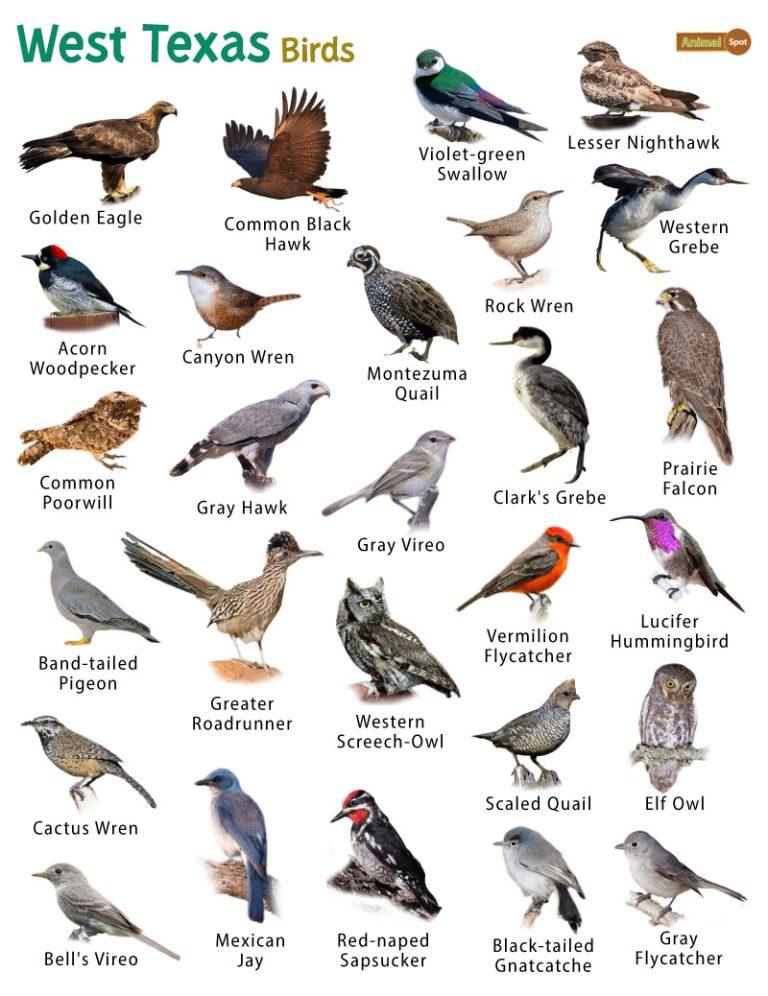 List of Common Birds Found in Texas – Facts with Pictures