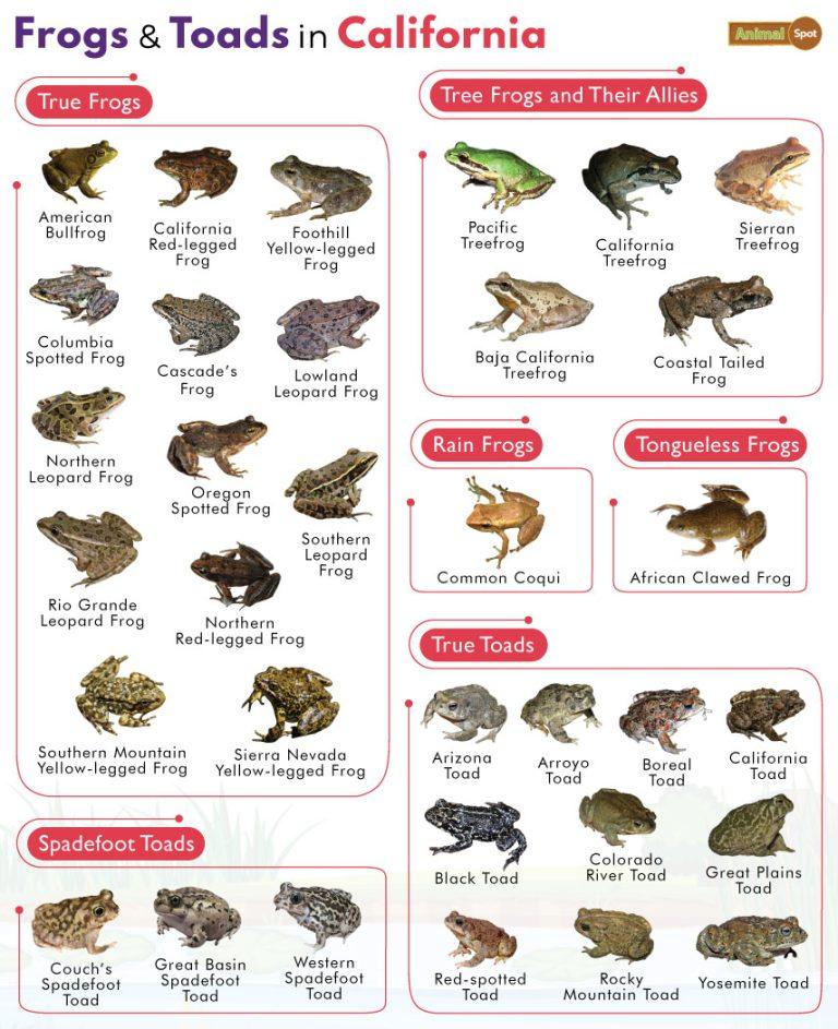 List of Frogs and Toads Found in California with Pictures