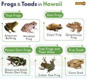 List of Frogs and Toads Found in Hawaii with Pictures