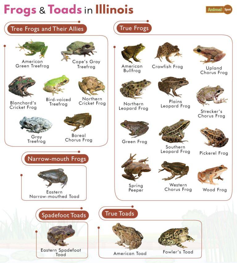 List of Frogs and Toads Found in Illinois with Pictures