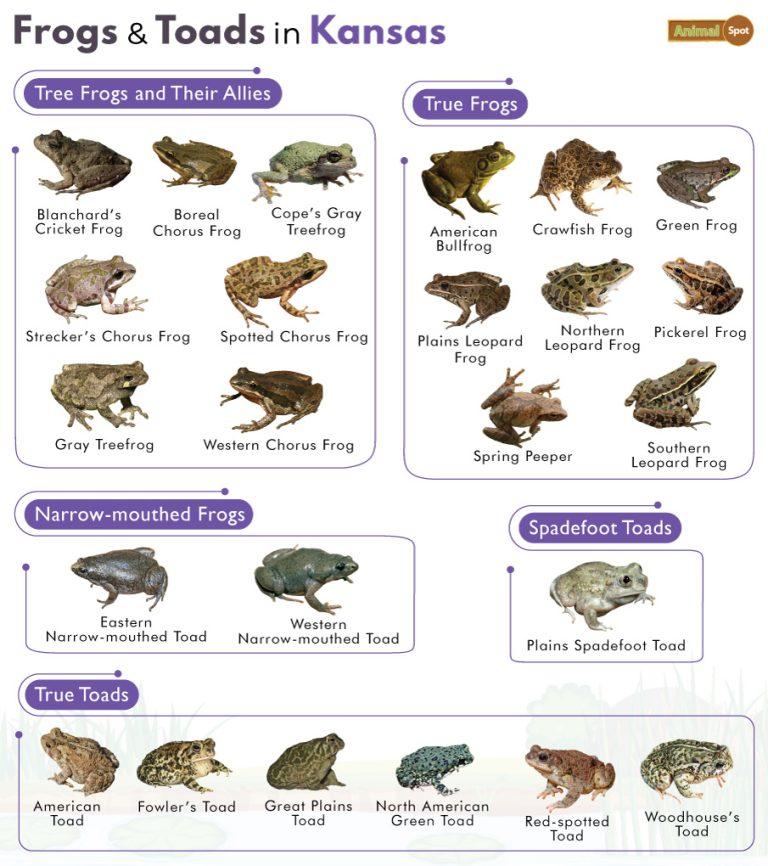 List of Frogs and Toads Found in Kansas with Pictures