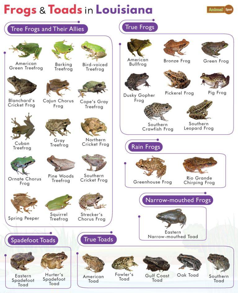 List of Frogs and Toads Found in Louisiana with Pictures