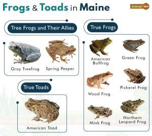 List of Frogs and Toads Found in Maine with Pictures