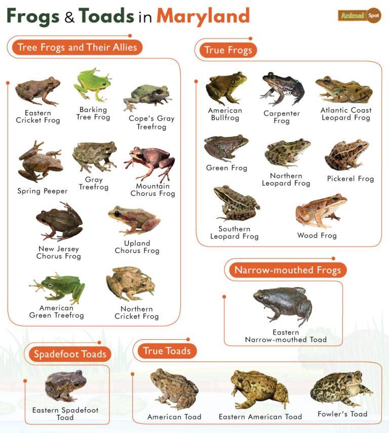 List of Frogs and Toads Found in Maryland with Pictures