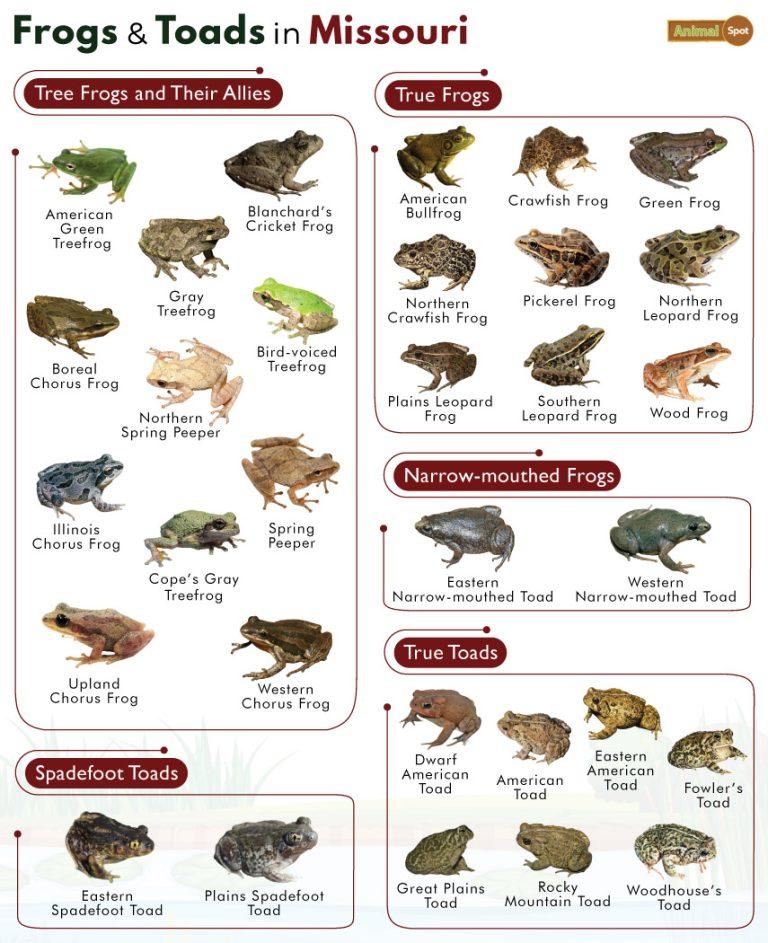 List of Frogs and Toads Found in Missouri with Pictures