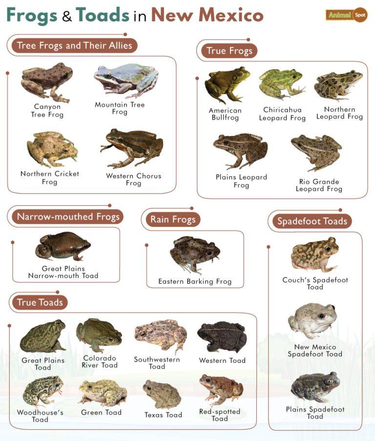 List of Frogs and Toads Found in New Mexico with Pictures