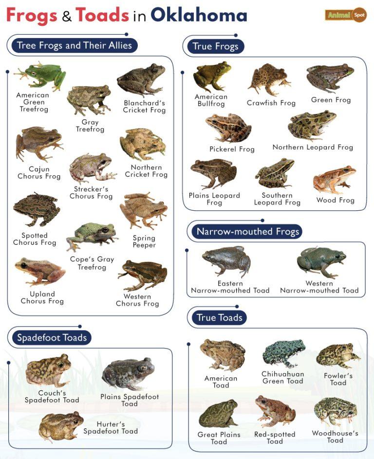 List of Frogs and Toads Found in Oklahoma with Pictures