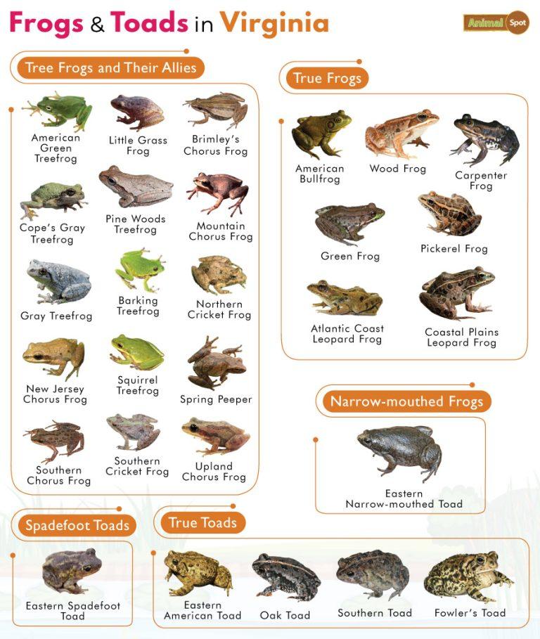 List of Frogs and Toads Found in Virginia with Pictures