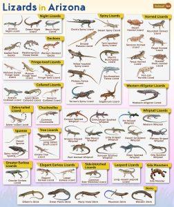 List of Lizards Found in Arizona – Facts with Pictures