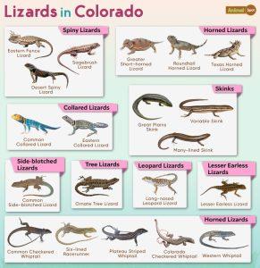 List of Lizards Found in Colorado – Facts with Pictures