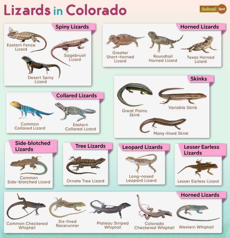 List Of Lizards Found In Colorado – Facts With Pictures