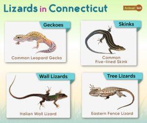 List of Lizards Found in Connecticut – Facts with Pictures