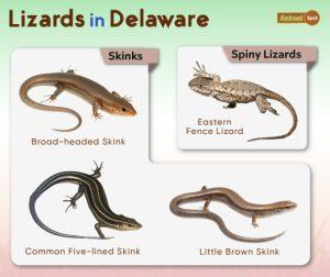 List of Lizards Found in Delaware – Facts with Pictures