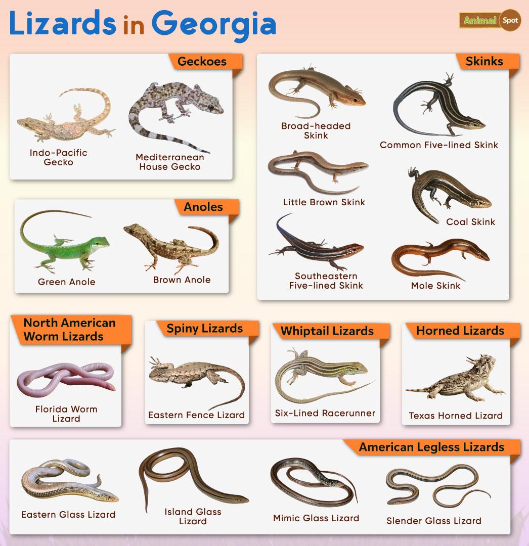 List of Lizards Found in Facts with Pictures