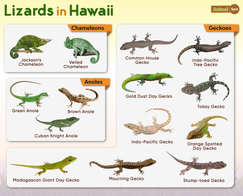 types of poisonous lizards