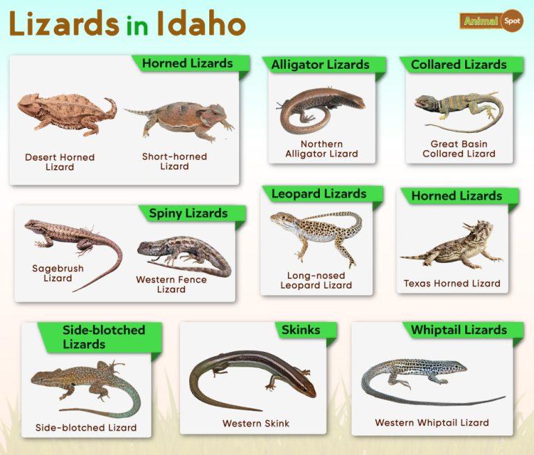 Lizards in Idaho – List with Pictures