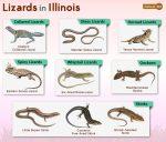 List of Lizards Found in Illinois – Facts with Pictures