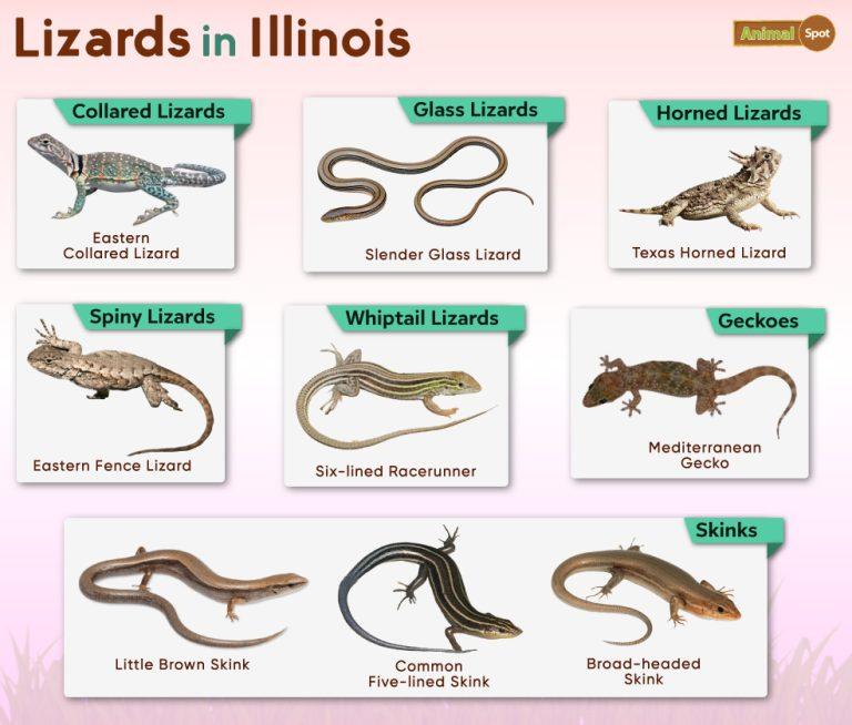 List of Lizards Found in Illinois – Facts with Pictures