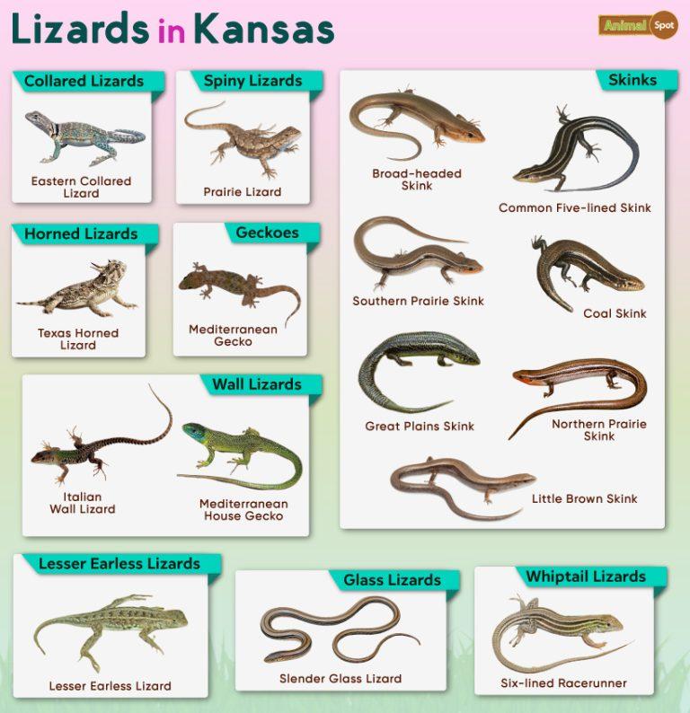 List of Lizards Found in Kansas – Facts with Pictures