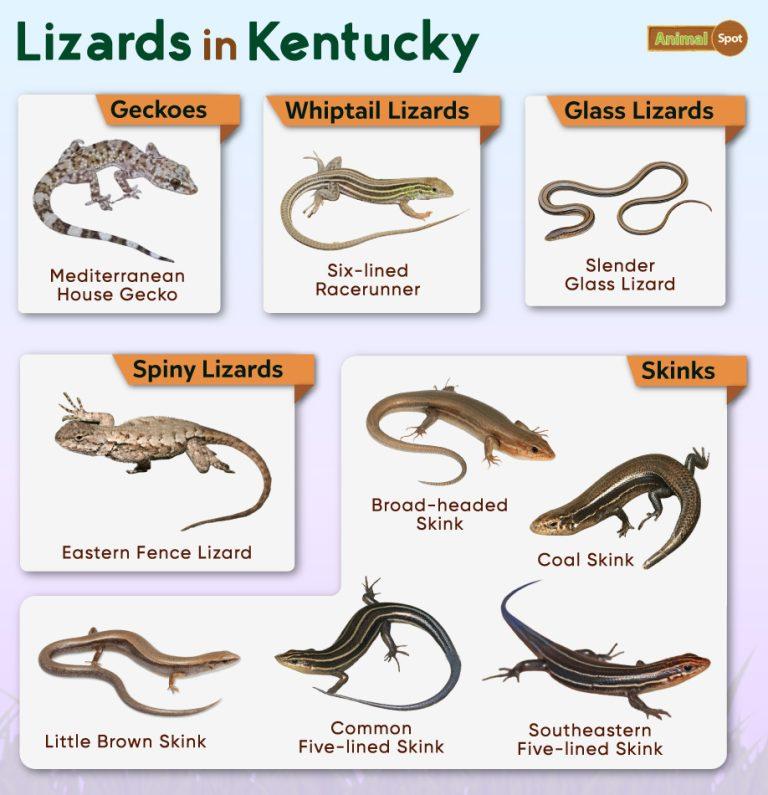 List of Lizards Found in Kentucky – Facts with Pictures