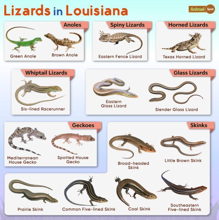 List of Lizards Found in Louisiana – Facts with Pictures