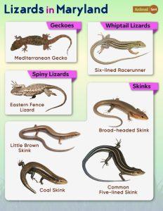 List of Lizards Found in Maryland – Facts with Pictures