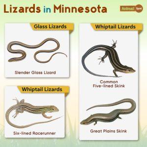 List of Lizards Found in Minnesota – List with Pictures