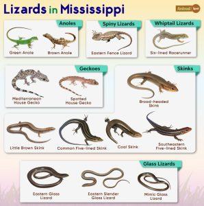 List of Lizards Found in Mississippi – List with Pictures