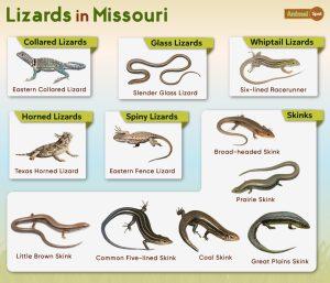 List of Lizards Found in Missouri – List with Pictures