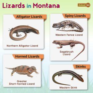 List of Lizards Found in Montana – List with Pictures