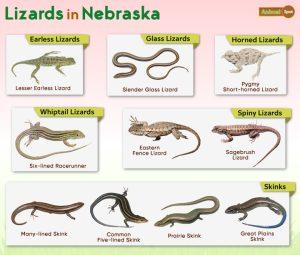 List of Lizards Found in Nebraska – List with Pictures