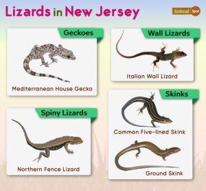 List of Lizards Found in New Jersey – Facts with Pictures