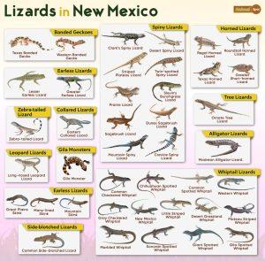 List Of Lizards Found In New Mexico – Facts With Pictures