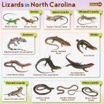 List of Lizards Found in North Carolina – Facts with Pictures