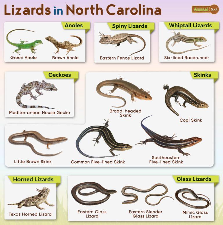 List of Lizards Found in North Carolina – Facts with Pictures