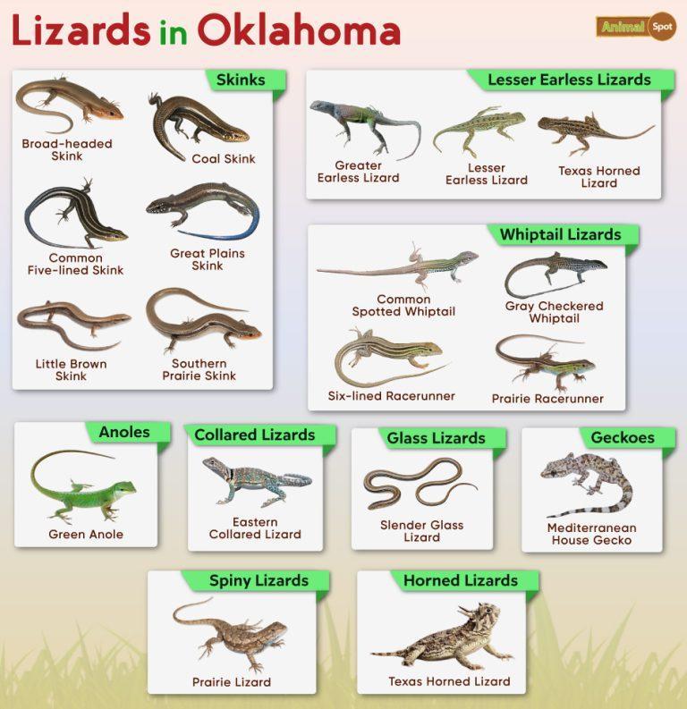 List of Lizards Found in Oklahoma – Facts with Pictures