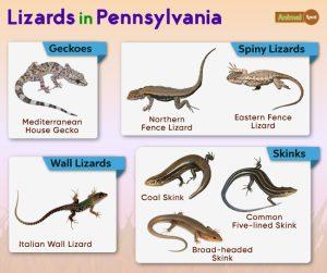 List of Lizards Found in Pennsylvania – Facts with Pictures