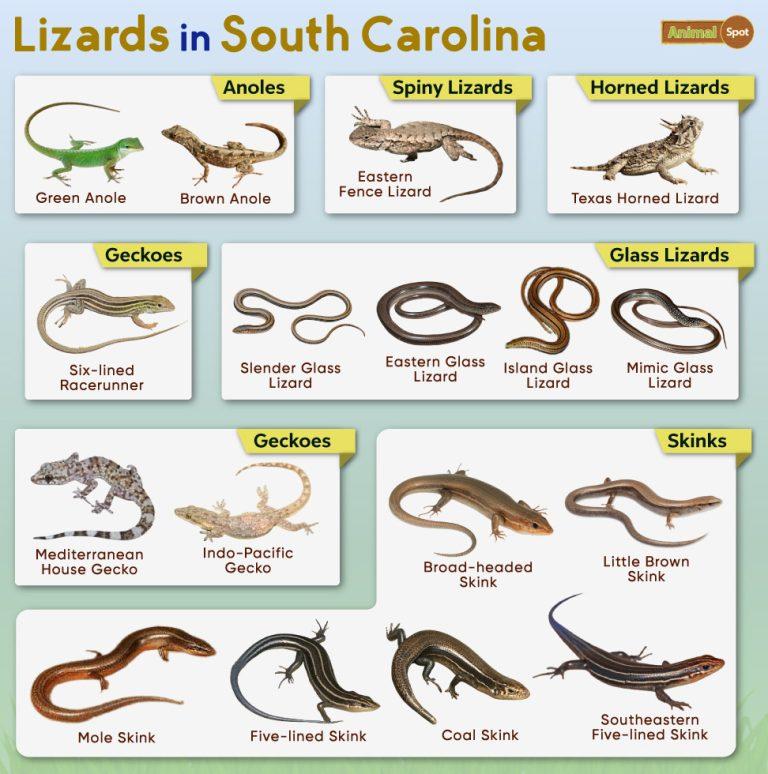 List of Lizards Found in South Carolina – Facts with Pictures